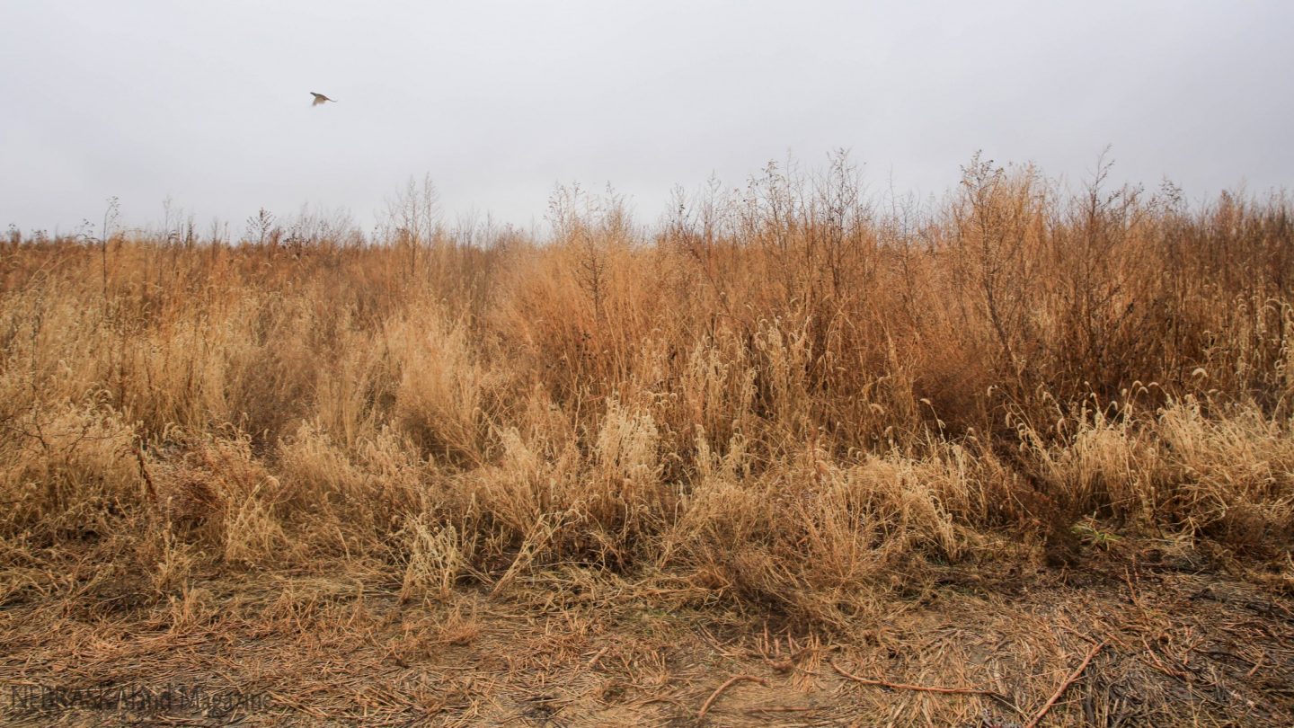 A pheasant flushing from thick cover.