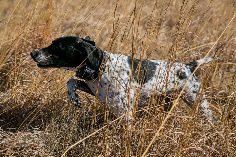 Black and white German short-haired pointer dog.