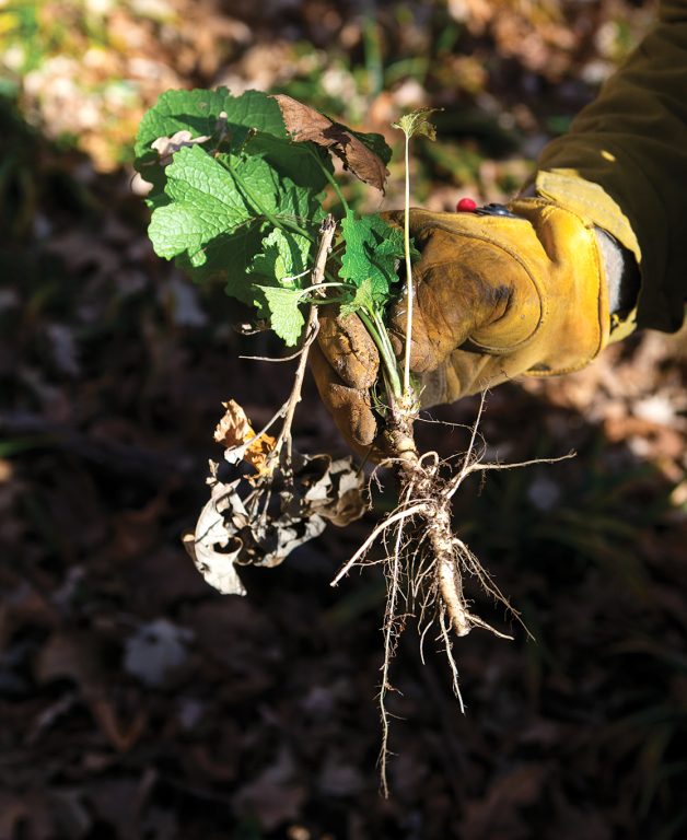 Pulled garlic mustard by the root.