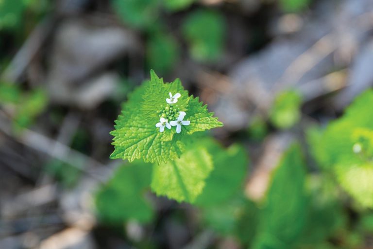 Garlic mustard produces flowers and seeds during the second year of growth. 