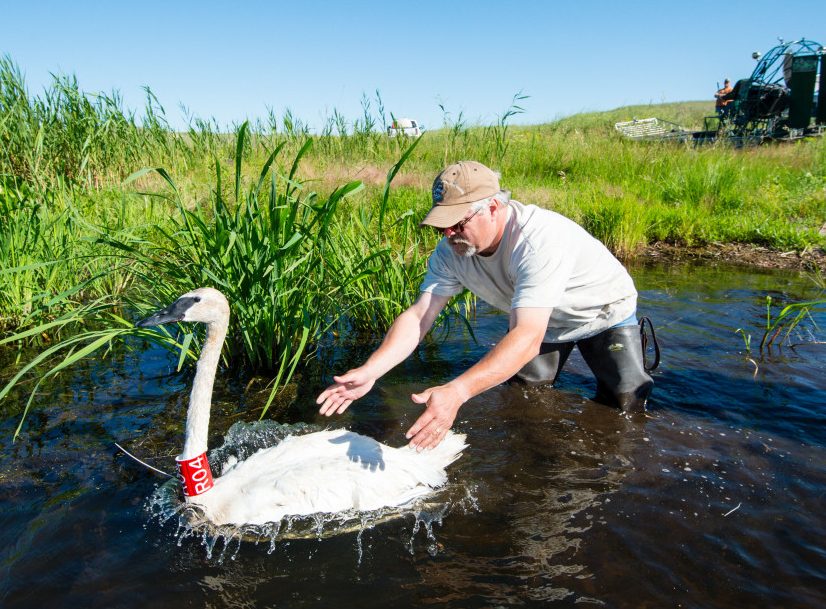 Banded swan