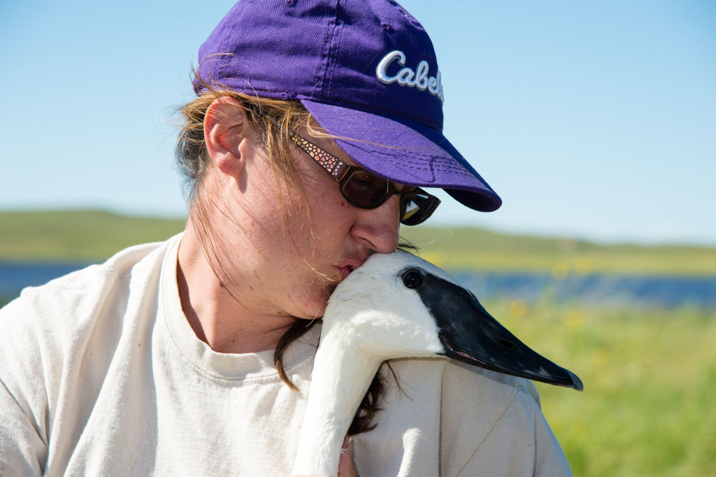 Docile swan