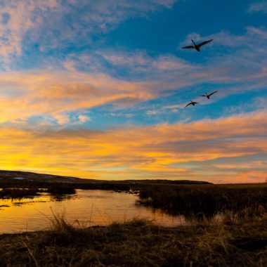 Three swans fly in a blue sky colored by a setting sun