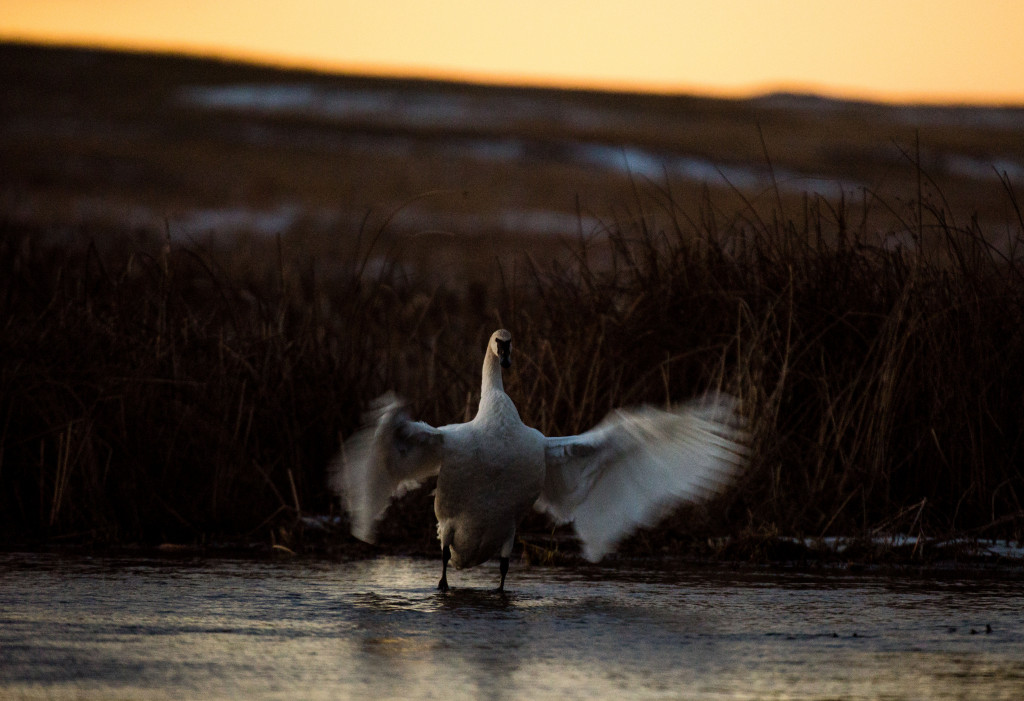 Blue Creek swan