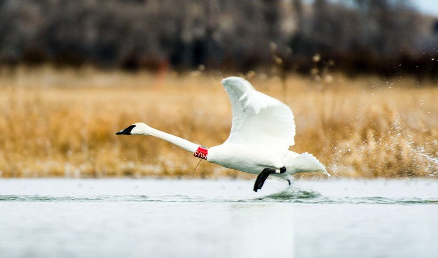 Collared swan