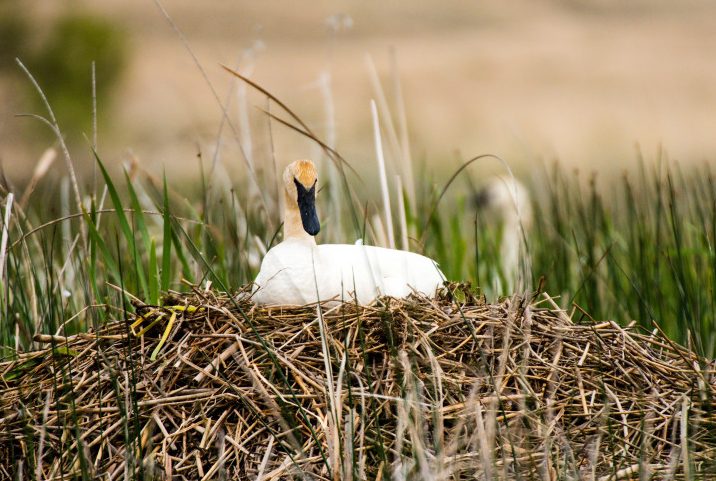 Swan nest