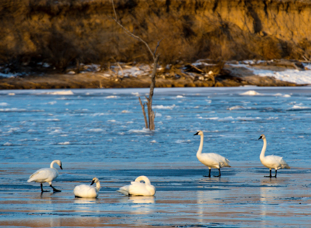 Wintering swans