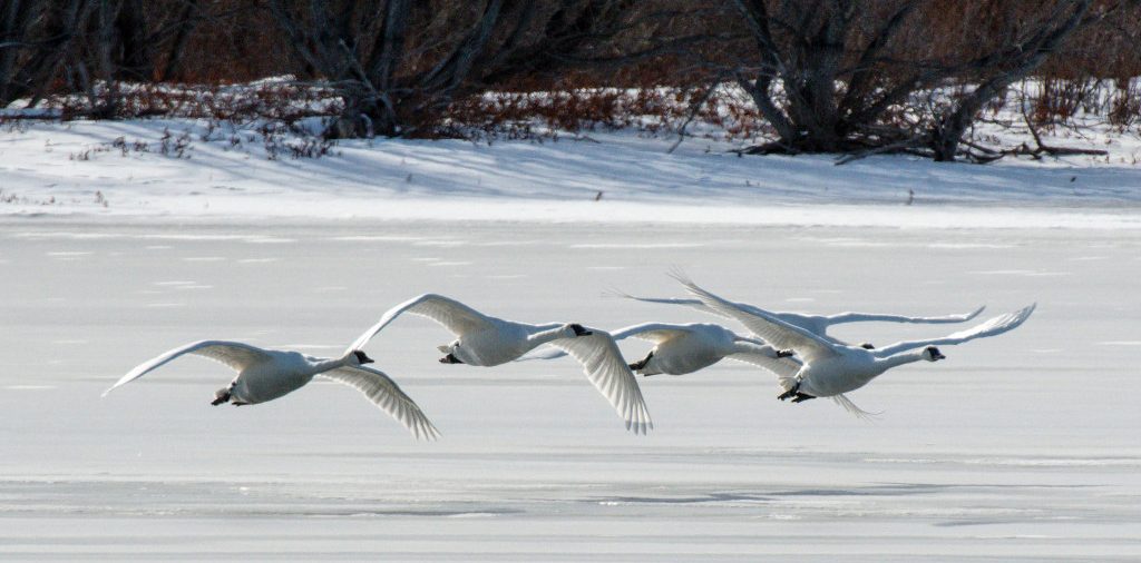 Calamus swans