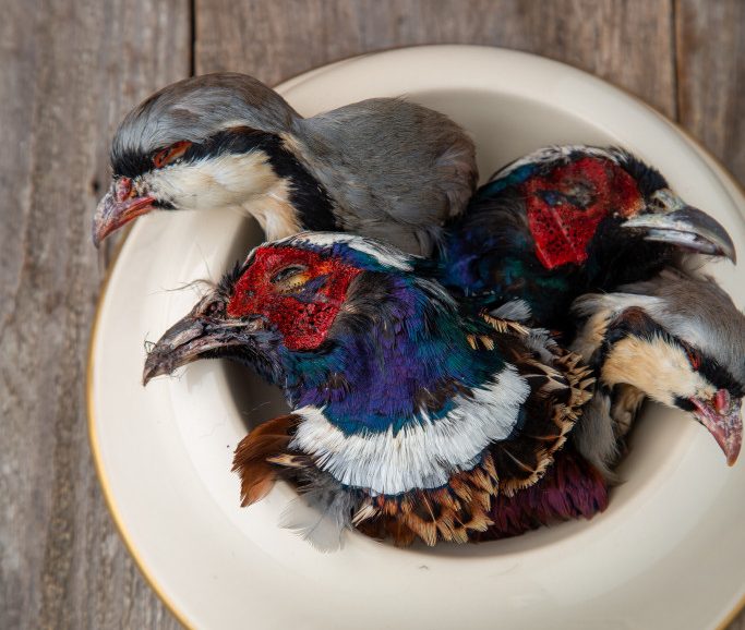 Pheasant and chukar heads as dog treats.