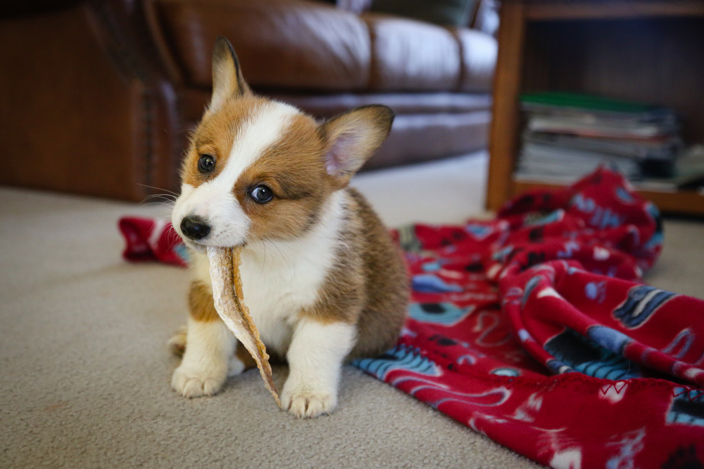 Fish skin as dog treats.