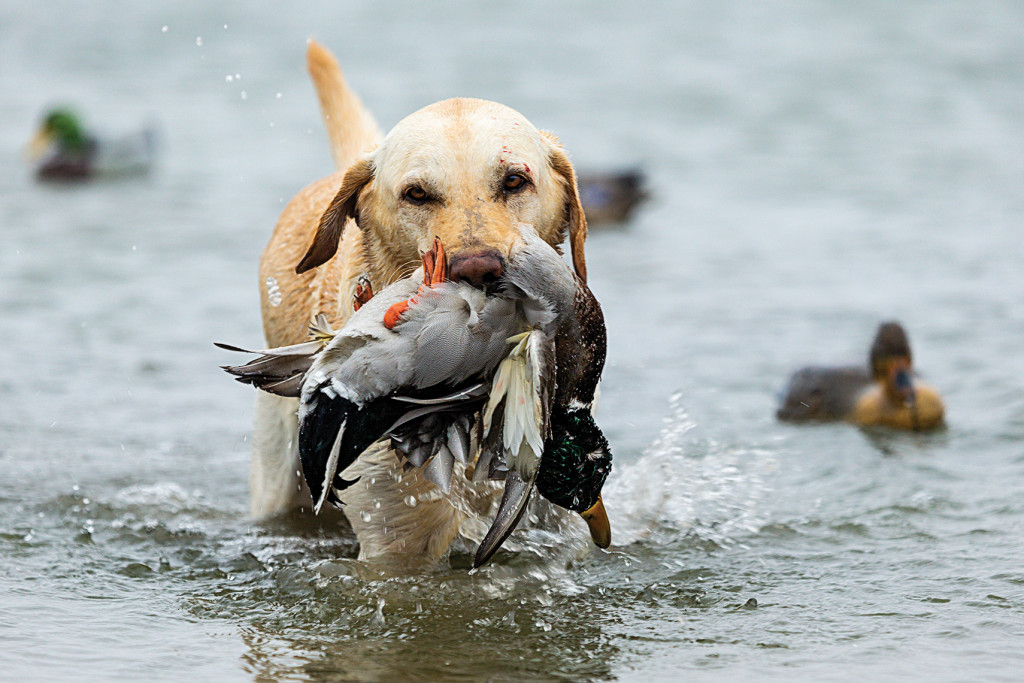 A yellow Labrador retriever with a mallard duck in his mouth.