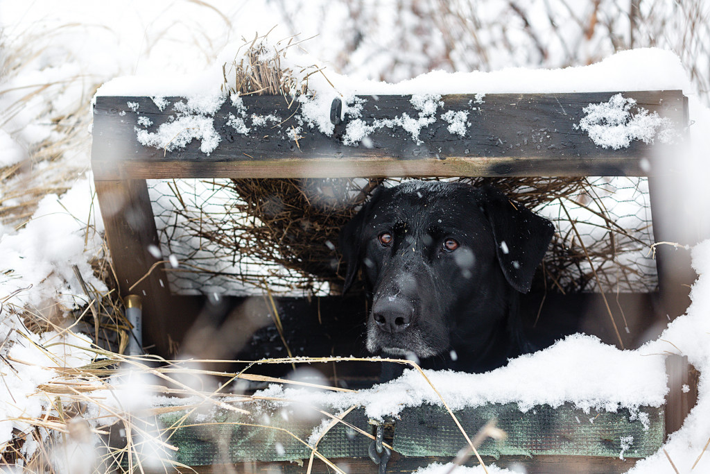 A dog waiting in the duck blind in the snow.