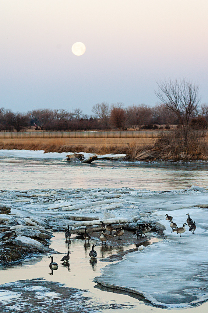 Canada geese loafing on the Platte River during winter.