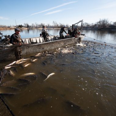 invasive carp roundup