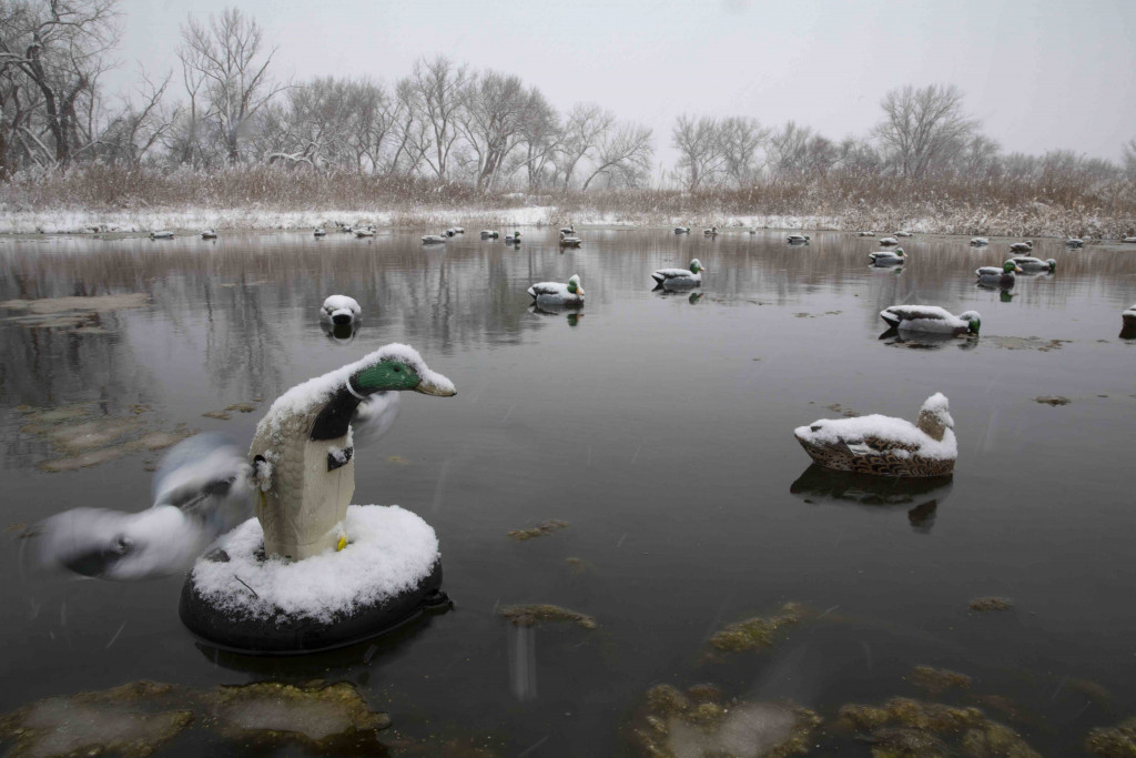 Snow on duck decoys.