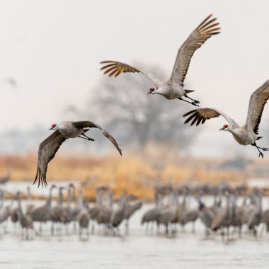 Sandhill crane photography