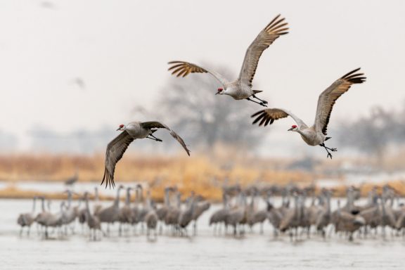 Sandhill crane photography