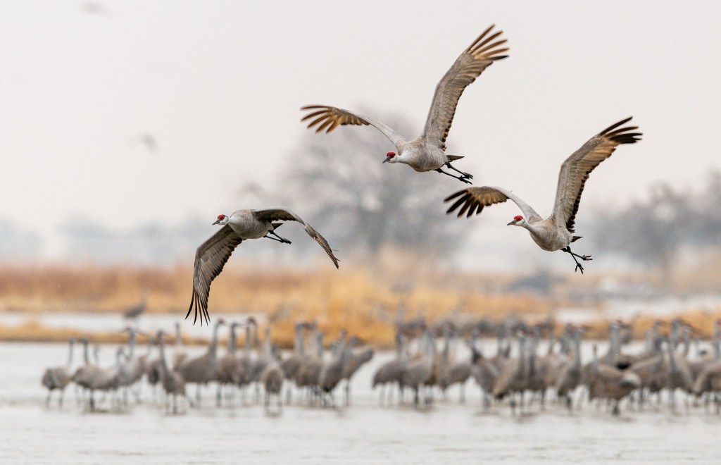 Sandhill crane photography