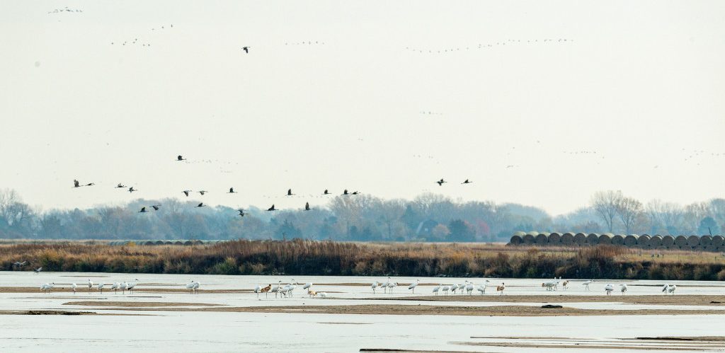 Record group of whooping cranes