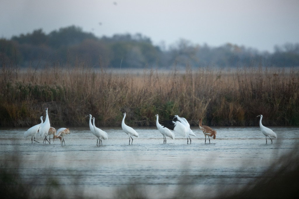 Whooping cranes