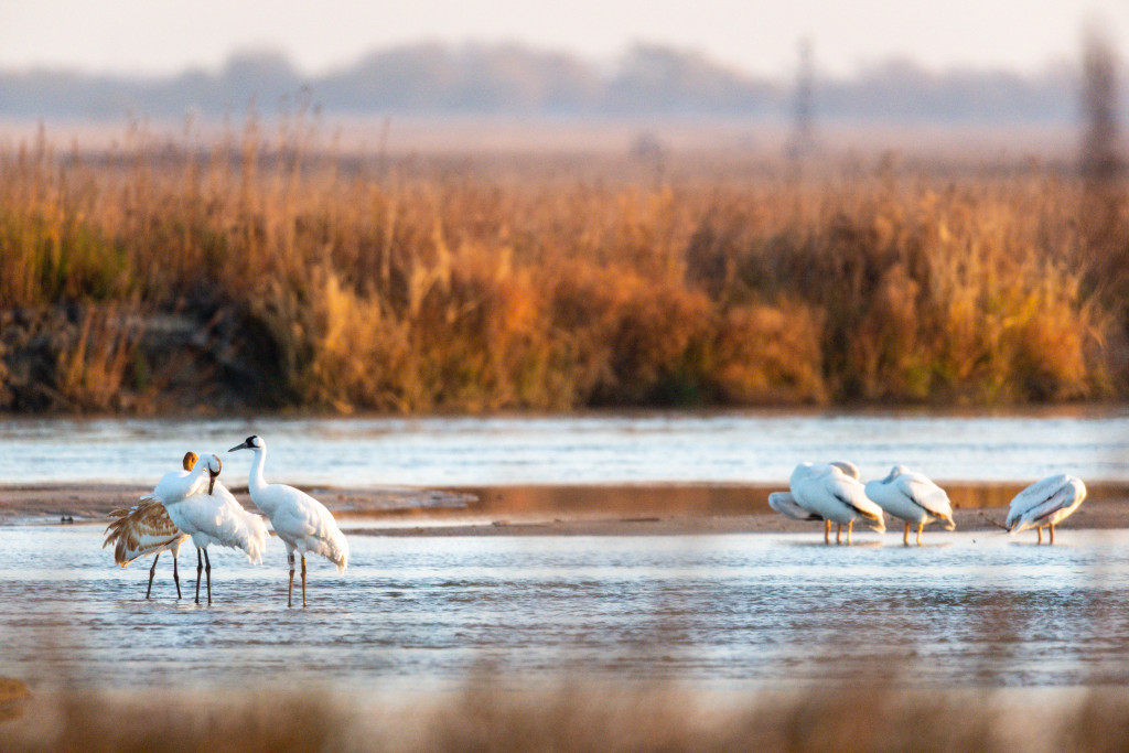 Whooping cranes and pelicans