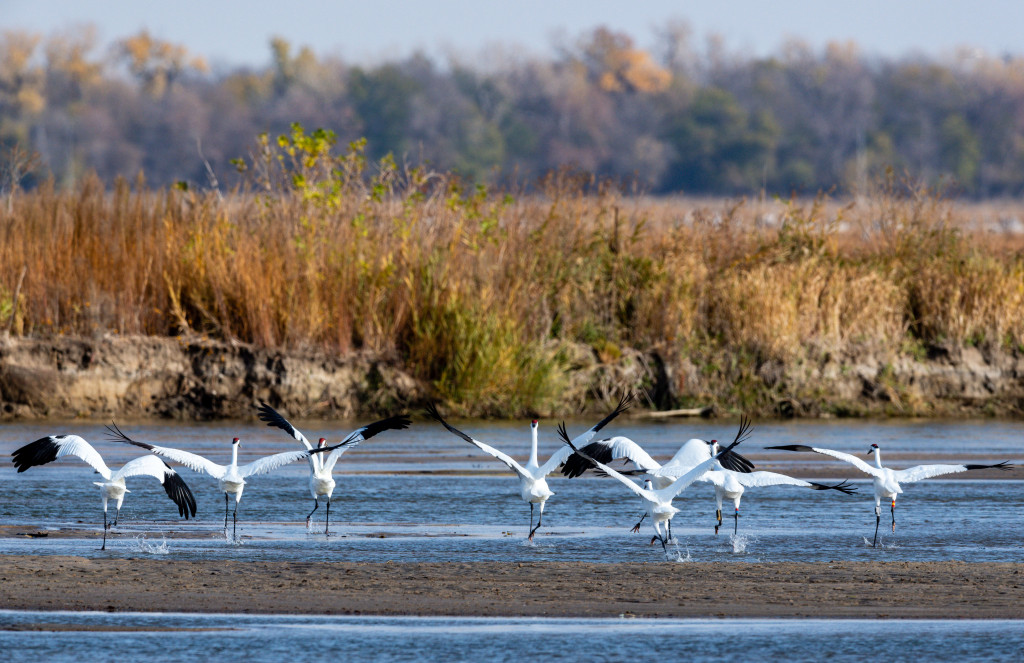 Whooping cranes take off