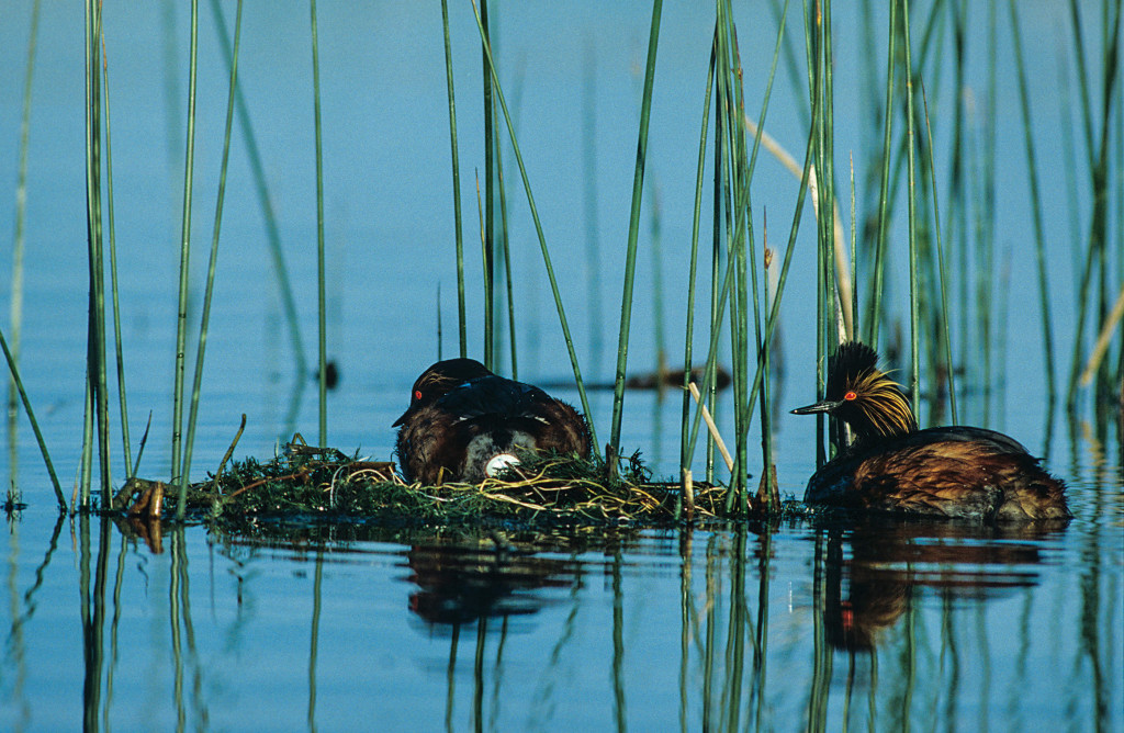 Eared grebe