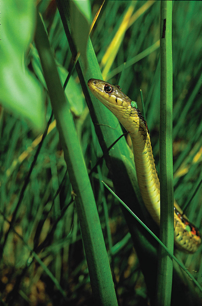 red-sided garter snake 