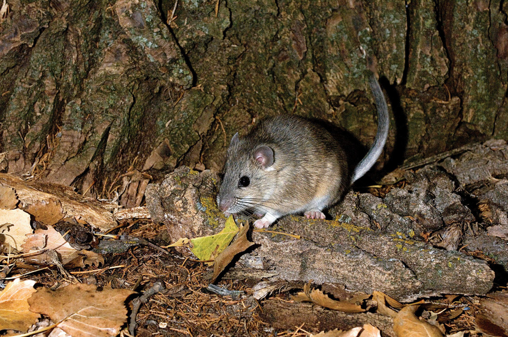 Bailey’s eastern woodrat 