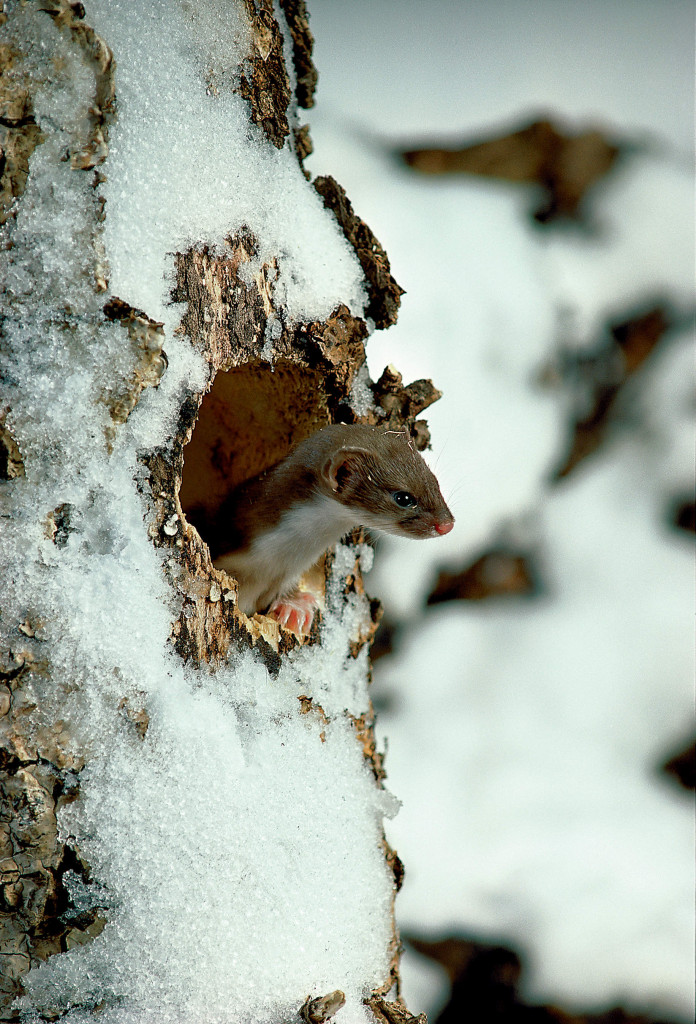 least weasel 