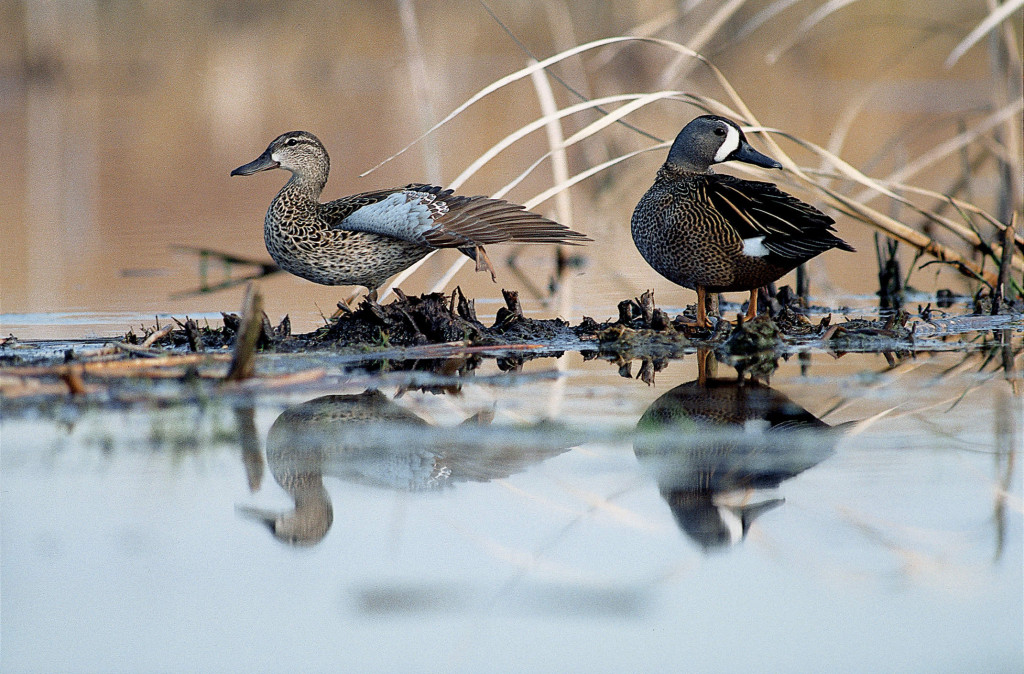 Blue-winged teal