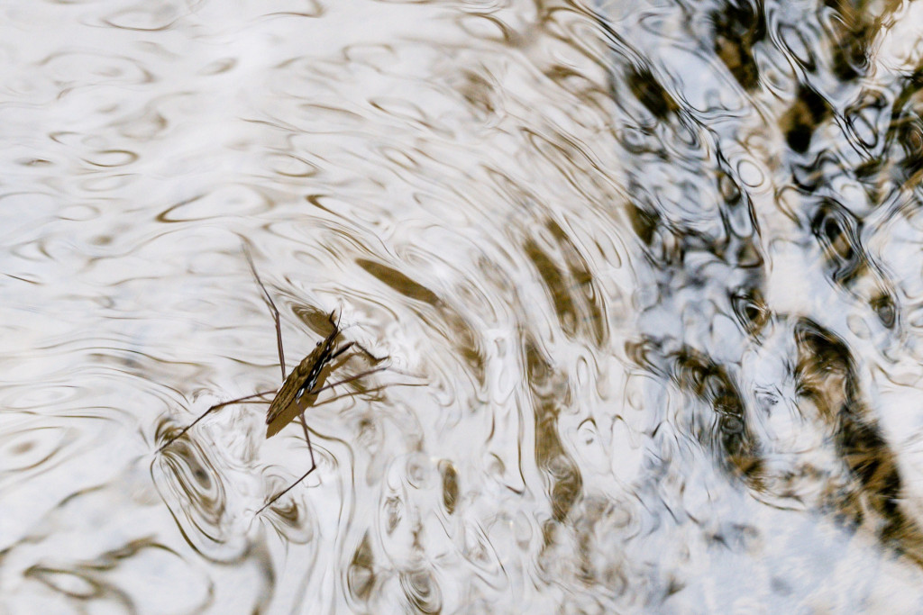 Water strider