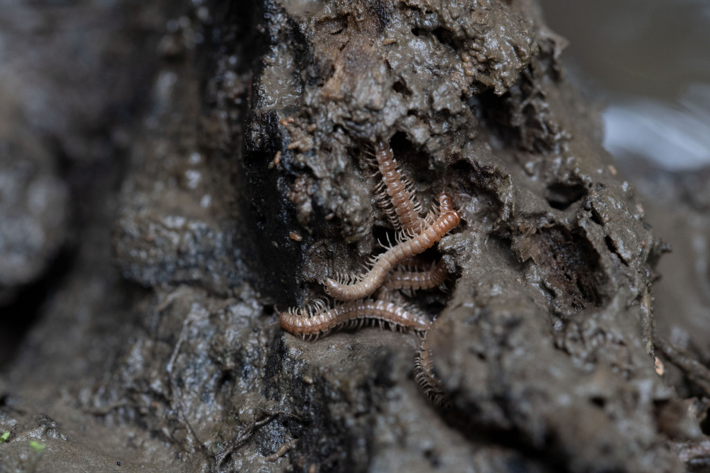 Millipedes