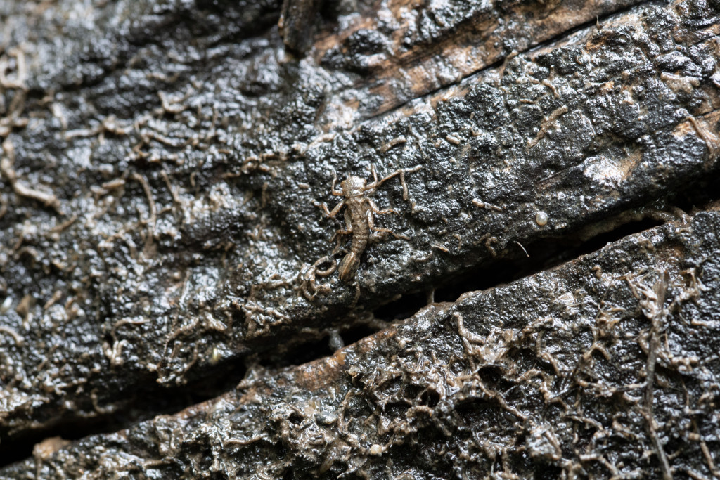 Mayfly larvae