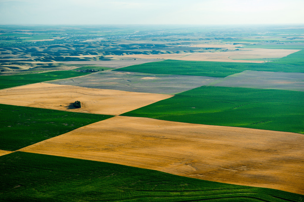 Dryland crop field aerial