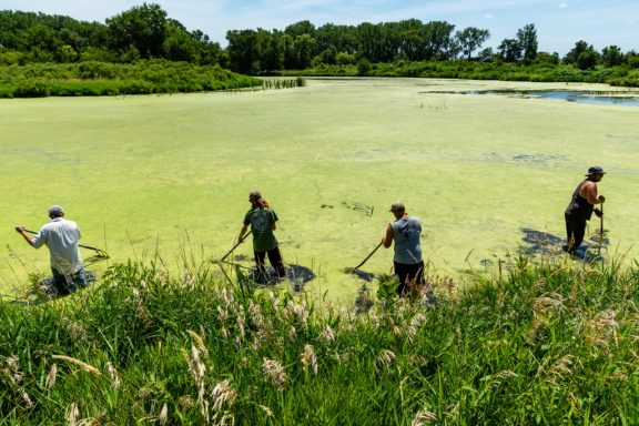 Four men walk across an oxbow lake in the summer to look for snapping turtles.