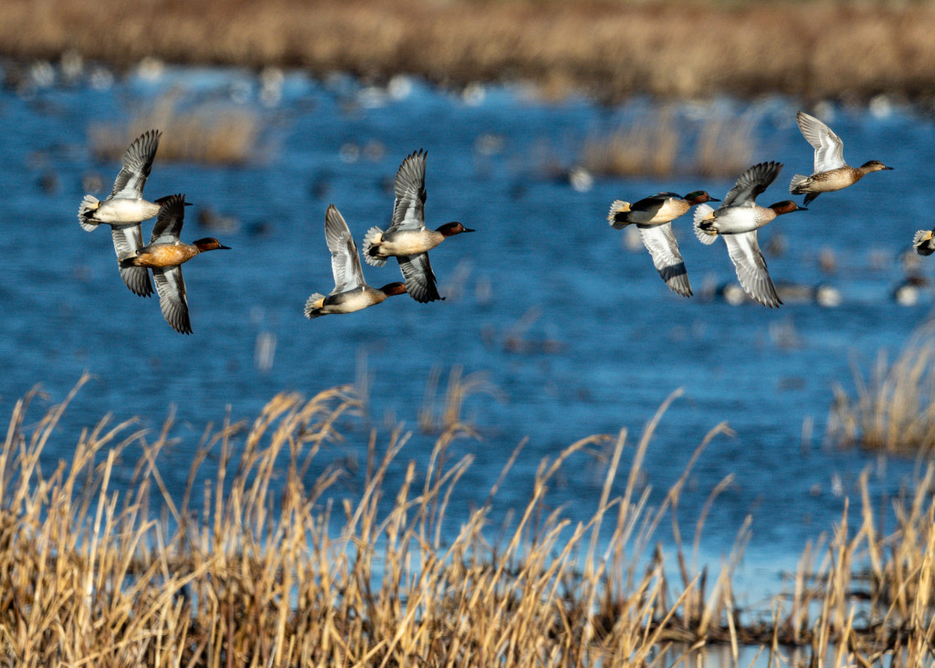 Teal at Eckhardt WPA