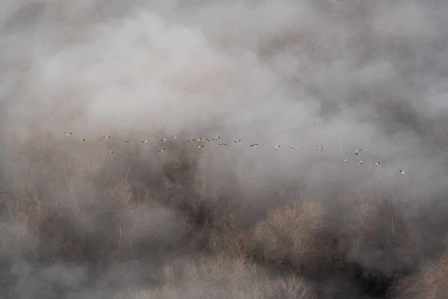 Cranes above the fog