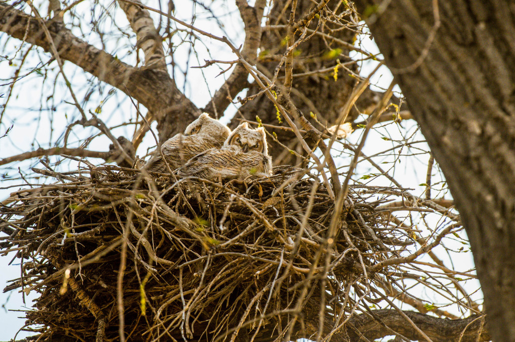 fuzzy owls peek over the edge of a nest high up in a tree