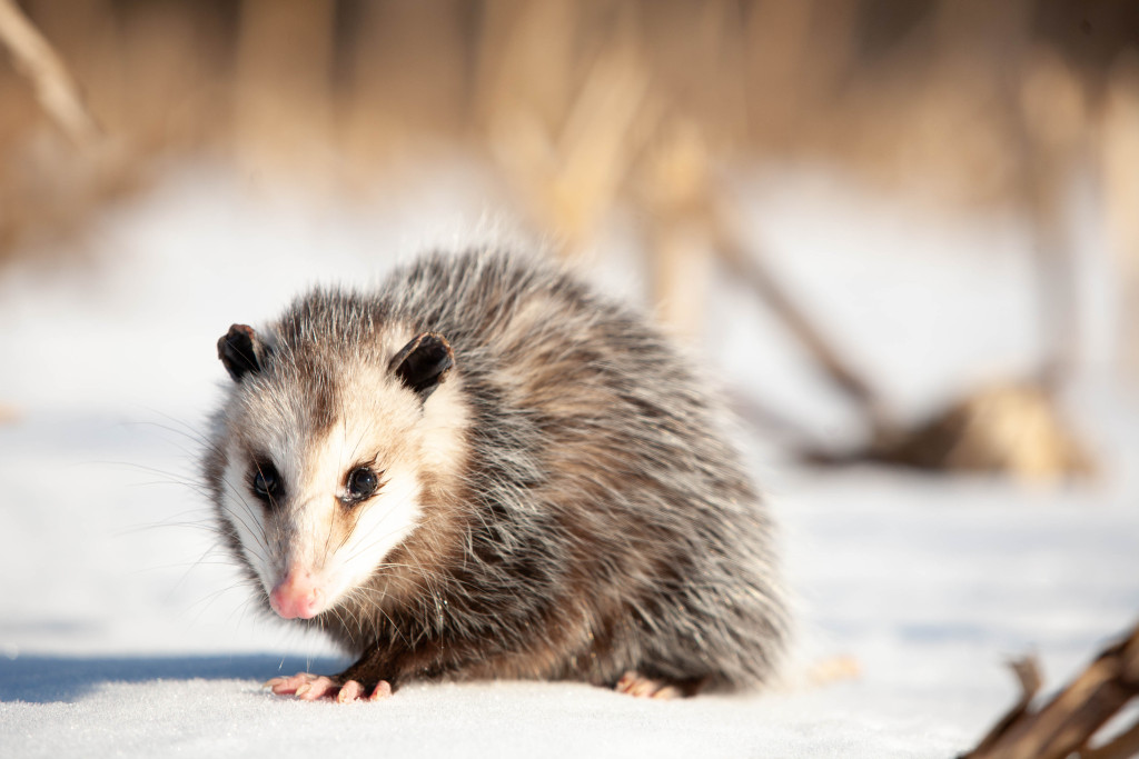 opossum walks across snow