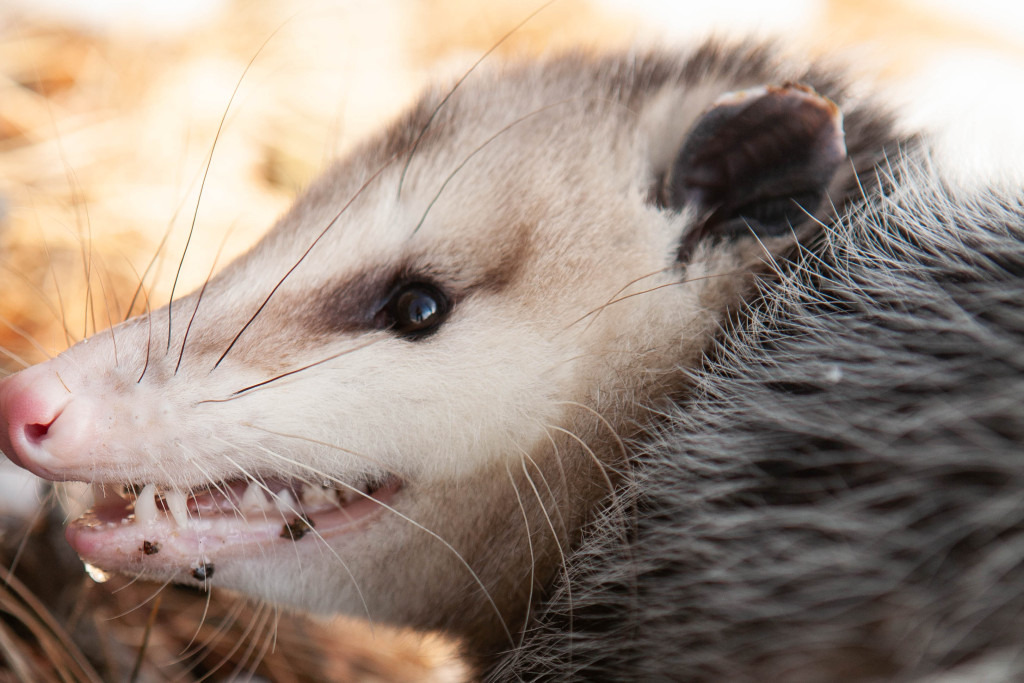 an opossum shows its teeth in a profile view