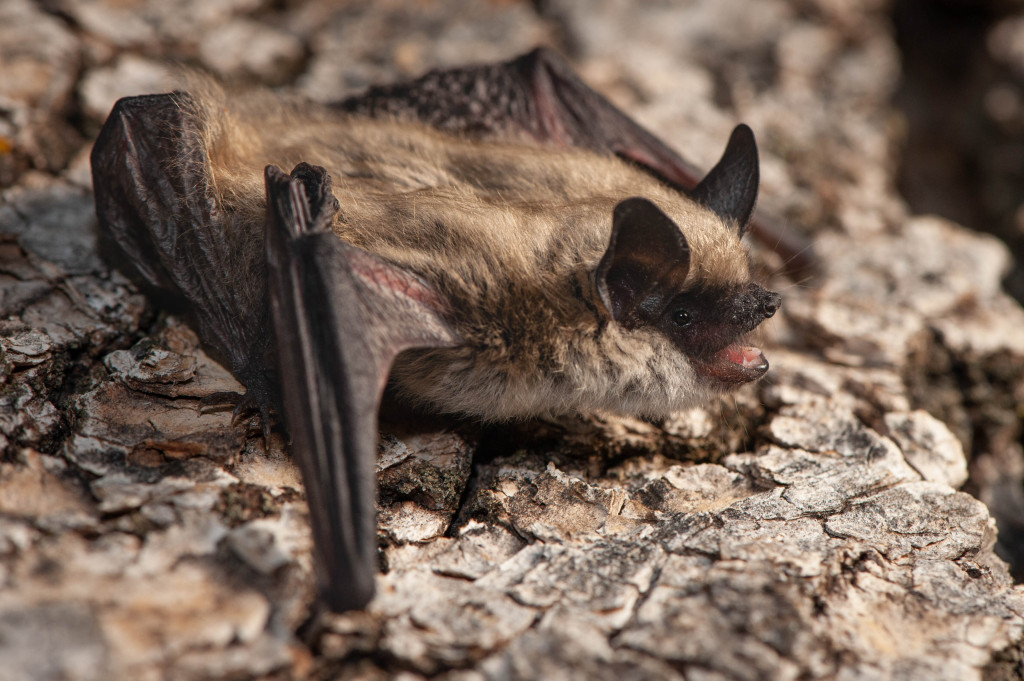 a brown, wrinkly bat blends in with tree bark