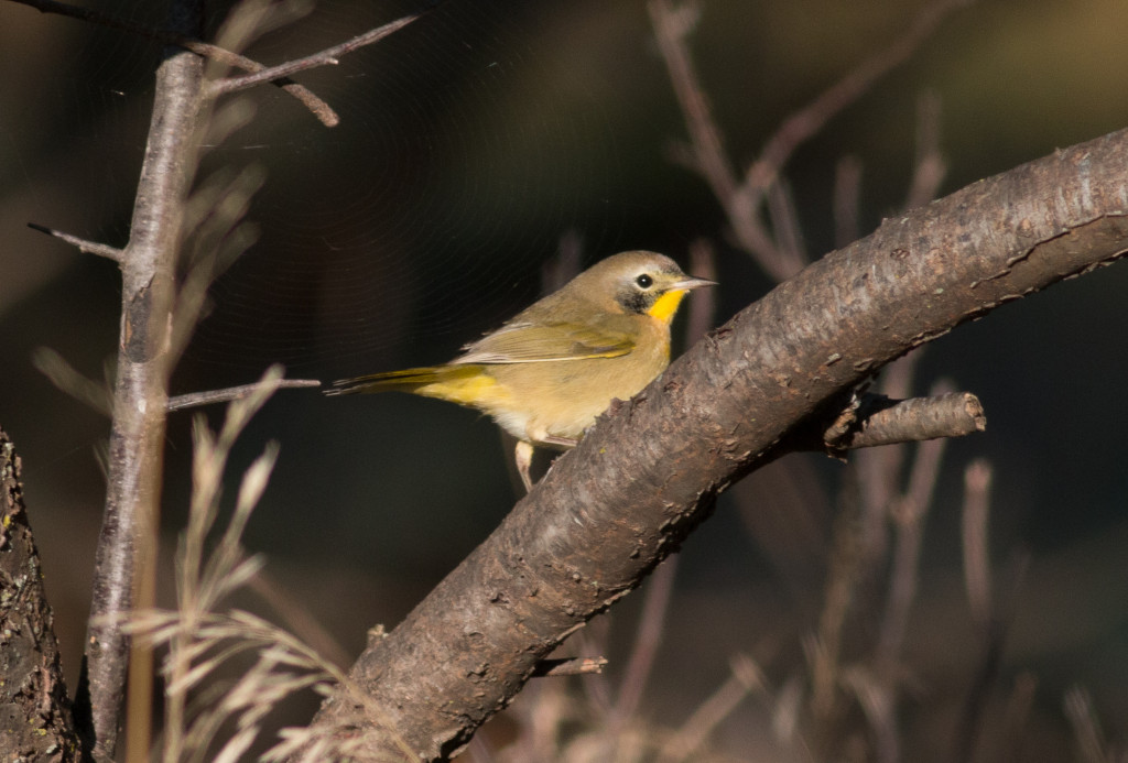 A small yellow bird sits on a branch