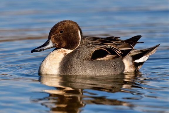 A drunk with a blue beak swims on a lake