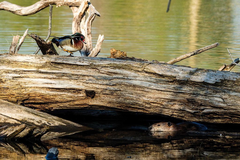 Wood duck and beaver