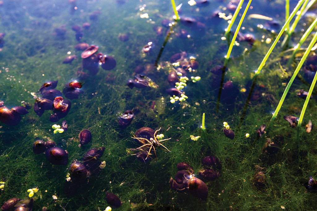 Grass spider and snails