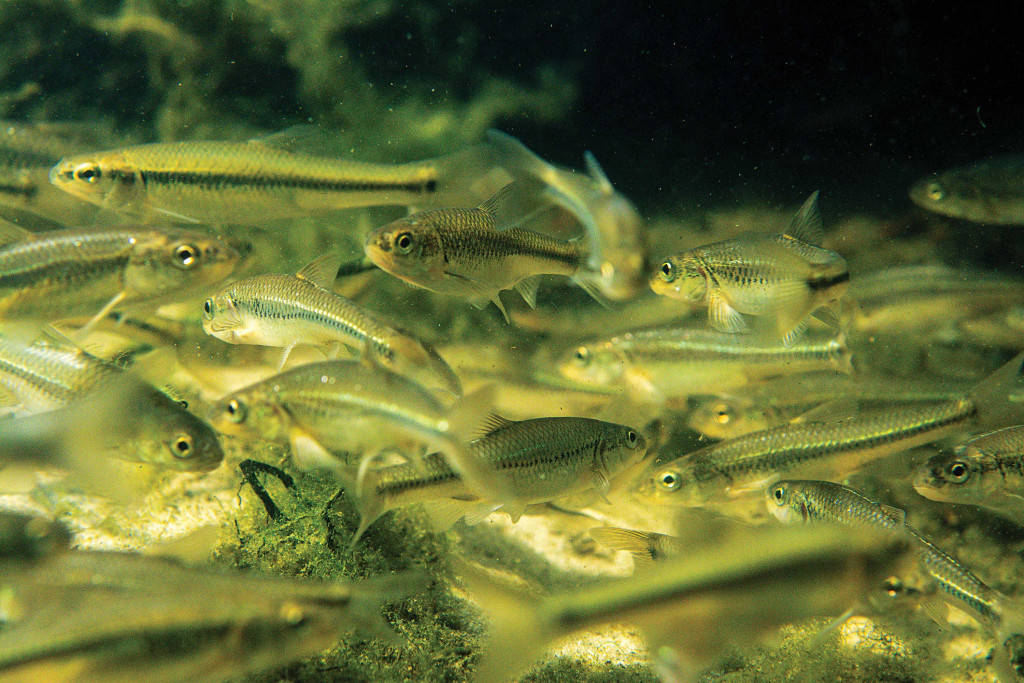 Creek chubs and shiners