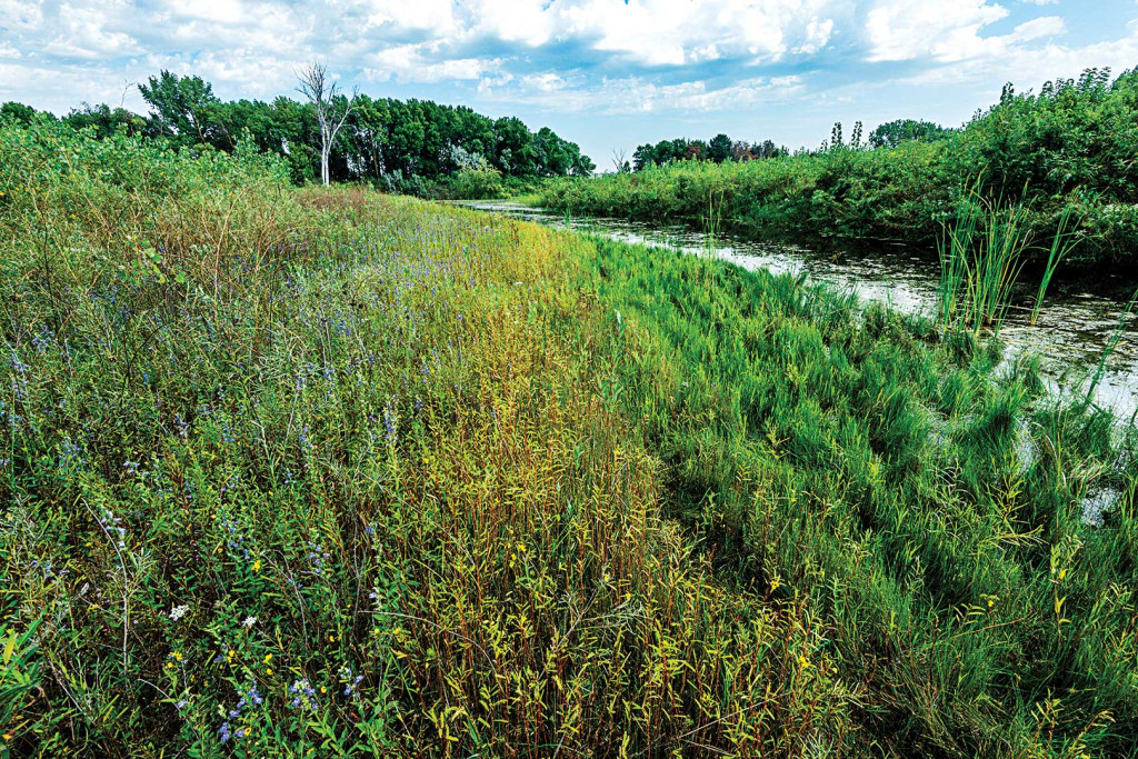 Red Wing vegetation