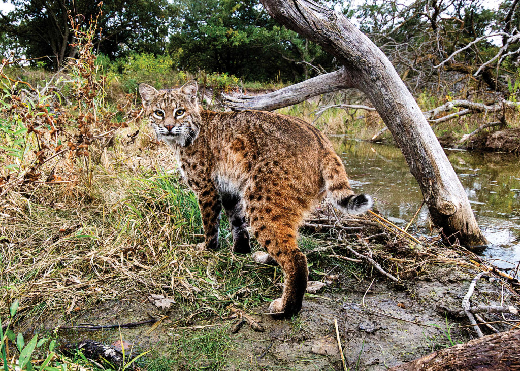 Bobcat