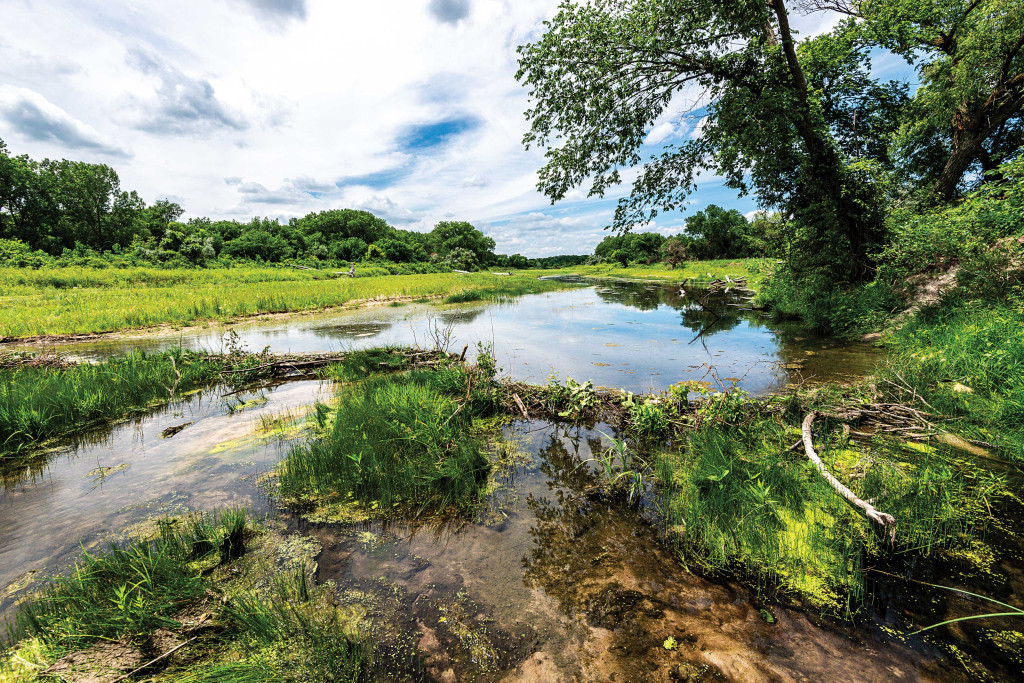 Red wing beaver pond